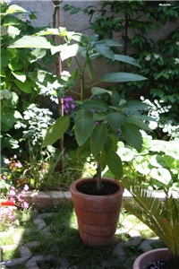 e1207e5d-IMG_7333 brugmansia.jpg